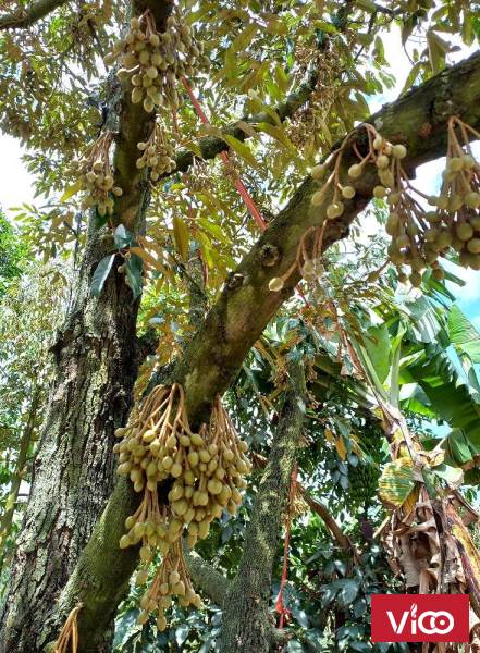 Chính Chủ Cần Bán Lô Đất Đẹp Vị Trí Đắc Địa Tại Thôn 8, Hòa Nam, Di Linh, Lâm Đồng