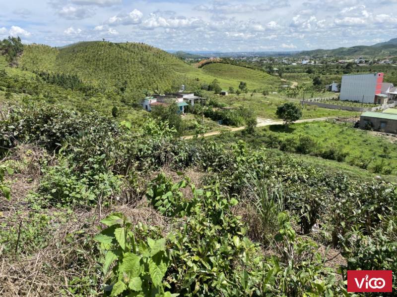 Bán vườn chè view toàn cảnh tp Bảo Lộc