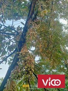 ChÍnh Chủ Cần bán 5 Lô đất vị trí đẹp Tại Tỉnh Lâm Đồng