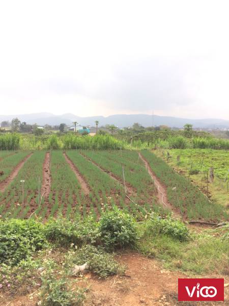 Chính Chủ Cần Bán Lô Đất Vị Trí Đẹp Tại Xã Phú Hội, Huyện Đức Trọng, Tỉnh Lâm Đồng