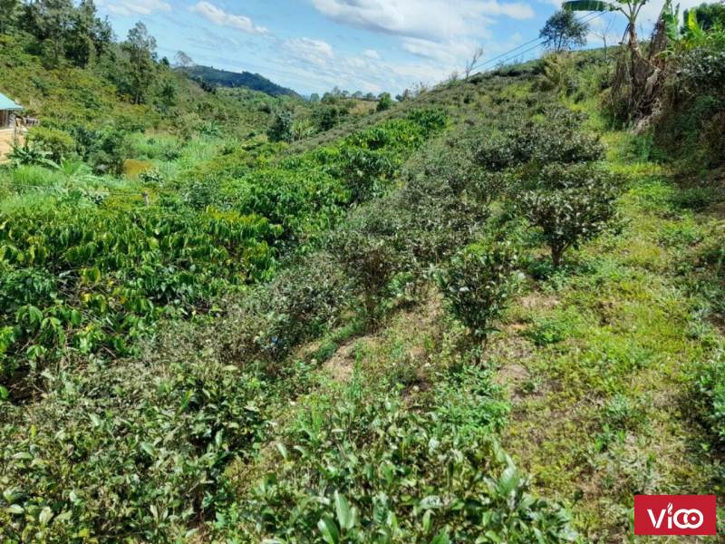 xách balo về núi nghỉ dưỡng với lô đất đẹp mê li