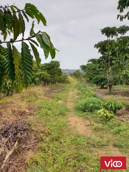 Chính Chủ Cần Bán 2 Lô Đất Đẹp Vị Trí Đắc Địa Tại Thành Phố Bảo Lộc, Lâm Đồng