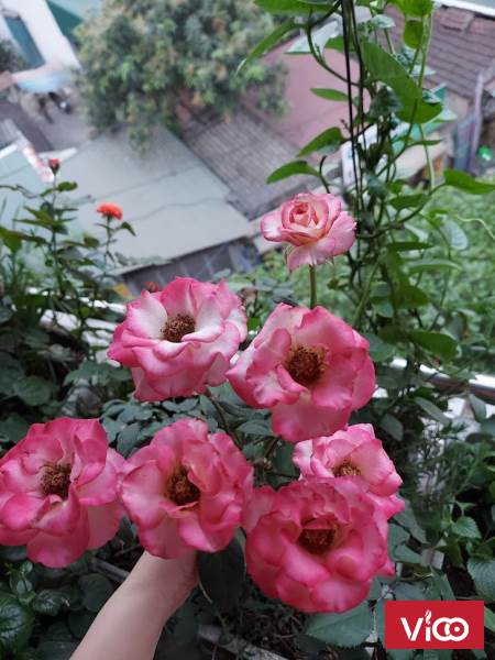 Bán đất lô góc Liền kề 2 thoáng, DV Mỗ Lao, MT khủng 5.5m. Mặt phố kinh doanh sầm uất. Giá hơn 6 tỷ.