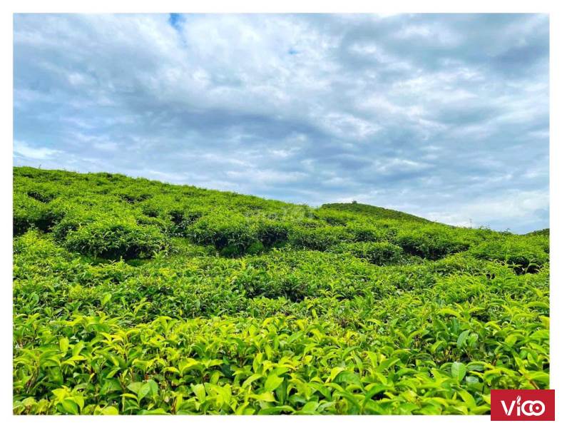 Bán đất farmstay đẹp săn mây có sẵn thổ cư để xây dựng gần Linh Quy Pháp Ấn , Thiền Viện Linh Sơn