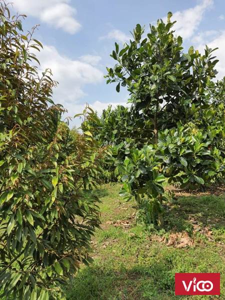 Hot Hot Chính Chủ Cần Bán Lô Đất Vườn Vị Trí Đẹp Tại Huyện Bảo Lâm,Tỉnh Lâm Đồng