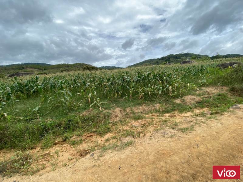 Cần bán nhanh lô đất Vị trí thôn R lơm xã Tu Tra huyện Đơn Dương Tỉnh Lâm Đồng