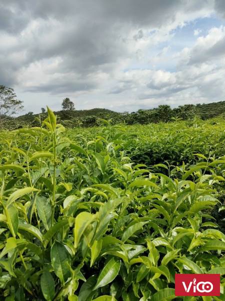 Chính chủ bán nhanh vườn chè cành vừa rẻ vừa đẹp như hình