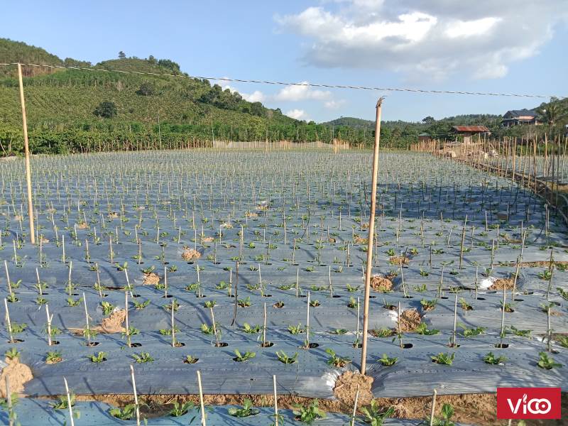 Chính Chủ Cần Bán Lô Đất Vị Trí Đẹp Tại Xã Ninh Gia, Huyện Đức Trọng, Tỉnh Lâm Đồng