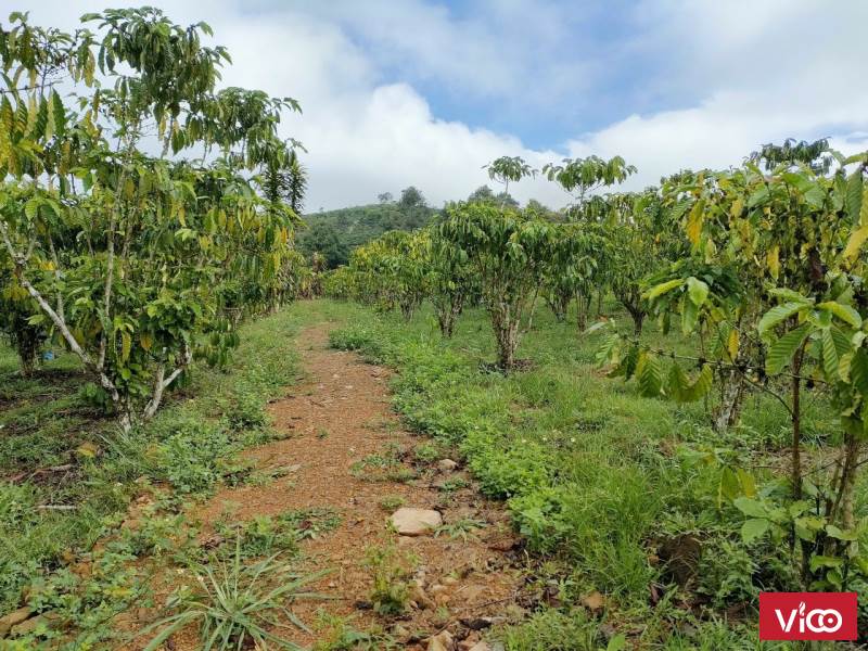 Chị chủ gửi bán vườn siêu đẹp tại đường Xuân Diệu Bảo Lộc