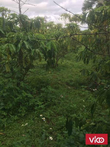 Tuyệt phẩm mảnh vườn view siêu chill giá rẻ bất ngờ tại Bảo Lộc