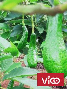 Cần bán đất vị trí đẹp tại Tỉnh Lâm Đồng