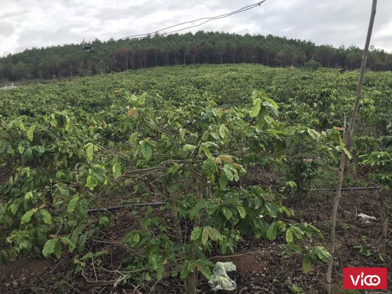 HOT HOT HOT Chính Chủ Cần Bán Lô Đất Nông Nghiệp Vị Trí Đẹp Thuộc Xã Tân Thành