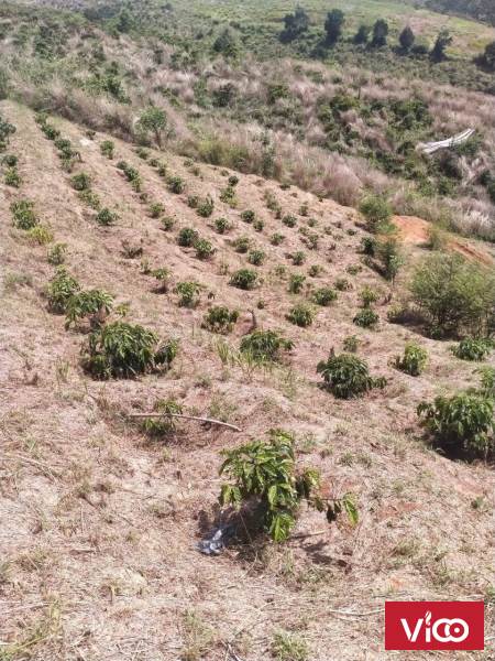 Chính Chủ Cần Bán Đất Vị Trí Đẹp Tại Làng 2, xã Đạ Đờn, huyện Lâm Hà, tỉnh Lâm Đồng