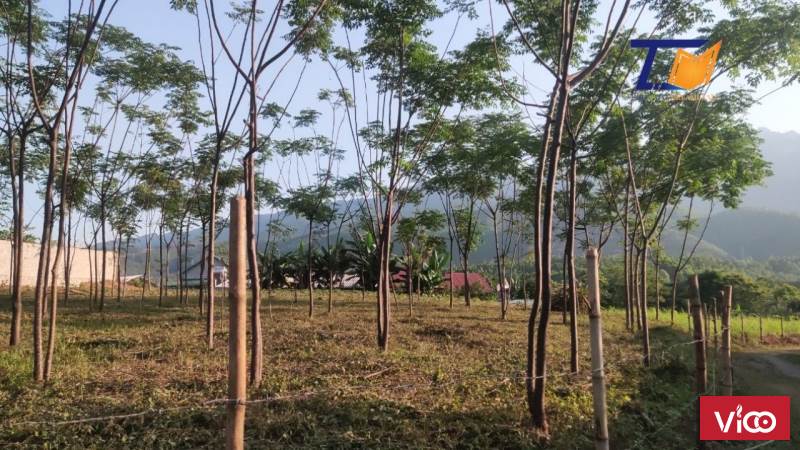 Siêu rẻ cần bán gấp lô đất 1500m2 Giá siêu rẻ cần bán gấp tại Thanh Sơn Phú Thọ