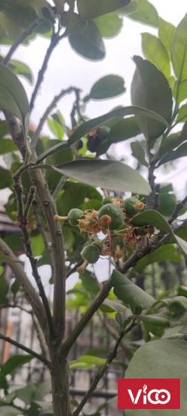 Cho thuê BT 5 tầng 175m mới tinh đã có đủ đồ tại Phúc Lợi, Long Biên giá 25 triệu/ tháng