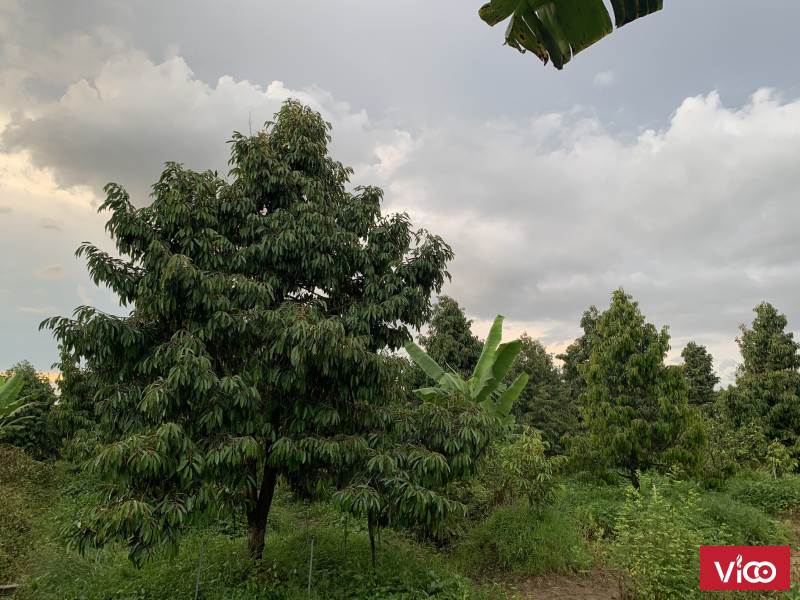 CHÍNH CHỦ BÁN ĐẤT GIÁ RẺ VỚI SỔ HỒNG RIÊNG HUYỆN THÁP MƯỜI_ ĐỒNG THÁP