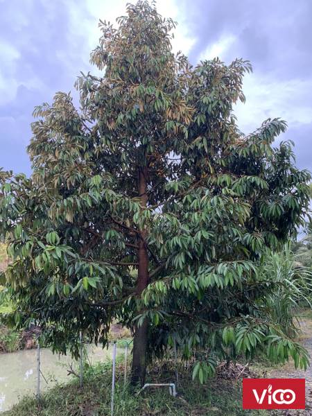 CHÍNH CHỦ BÁN ĐẤT GIÁ RẺ VỚI SỔ HỒNG RIÊNG HUYỆN THÁP MƯỜI_ ĐỒNG THÁP