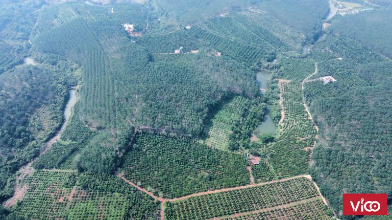 CHÍNH CHỦ CẦN BÁN LÔ ĐẤT RẪY CAO SU CÀ PHÊ