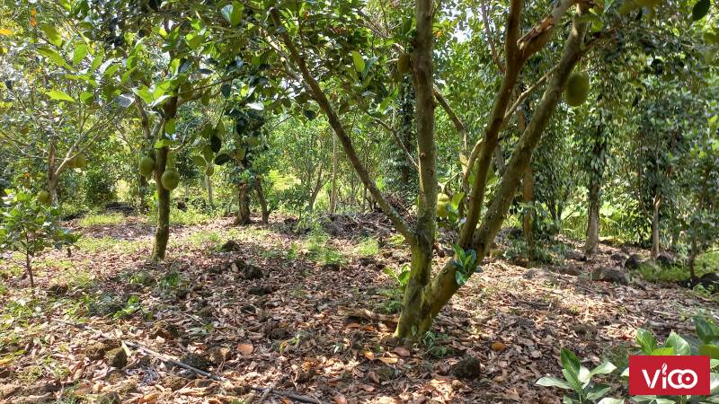 11.000m Đất Vườn Xã Thanh Sơn Huyện Định Quán Tỉnh Đồng Nai