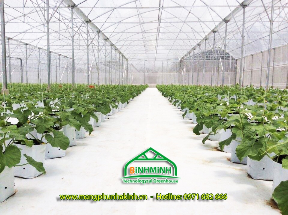 Bạt trải nền nhà kính, bạt phủ trong nhà kính, bạt trải nền Bình Minh.
