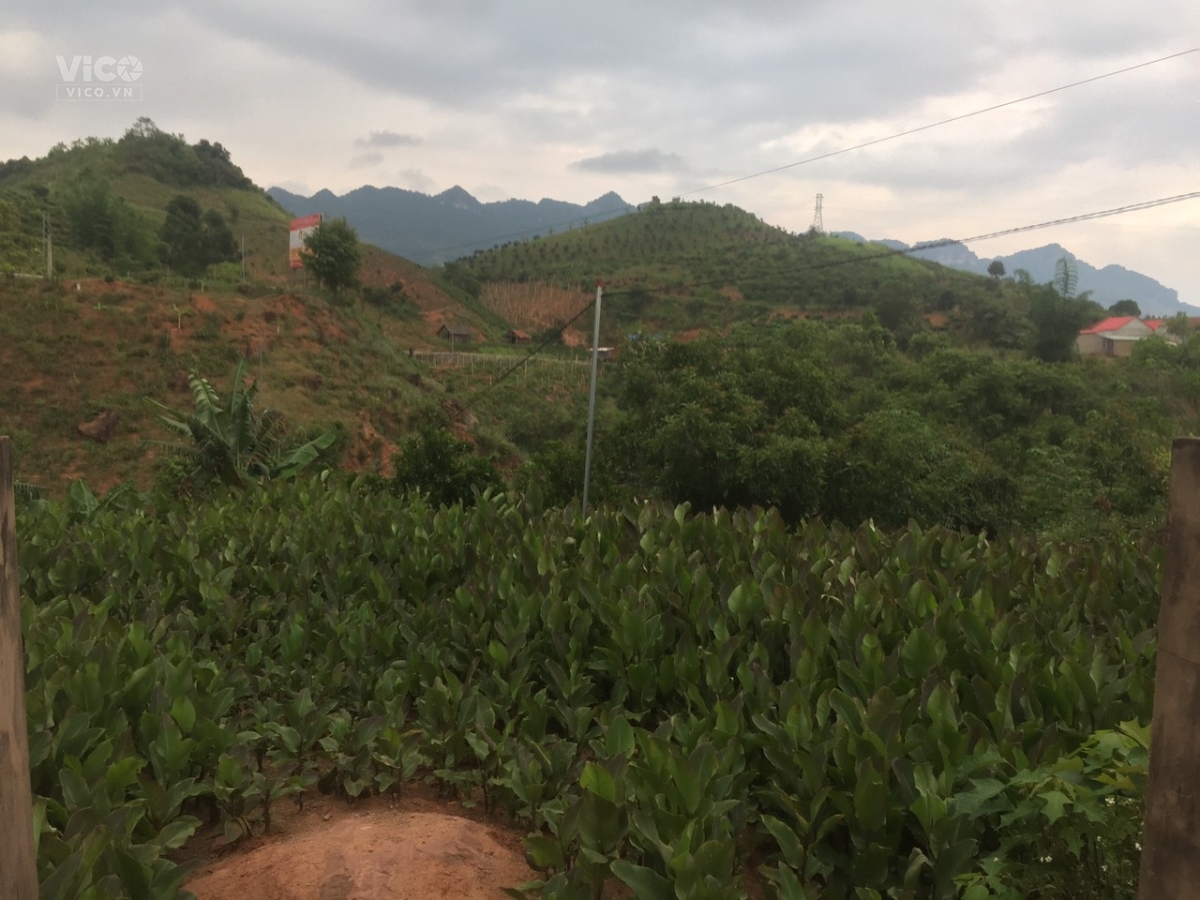 Đất Mộc Châu, 1484m2, xã Chiềng Sơn, giá siêu rẻ, phù hợp làm homestay,