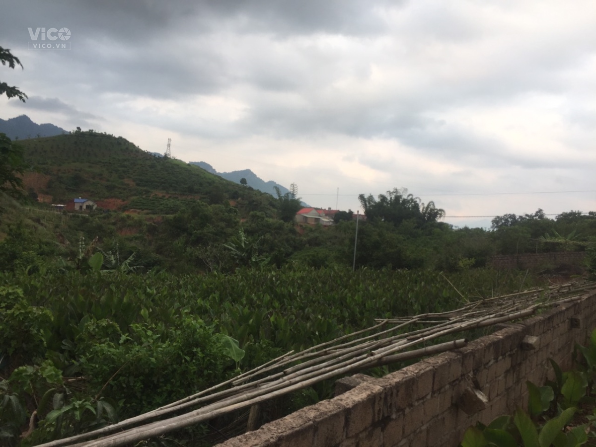 Đất Mộc Châu, 1484m2, xã Chiềng Sơn, giá siêu rẻ, phù hợp làm homestay,