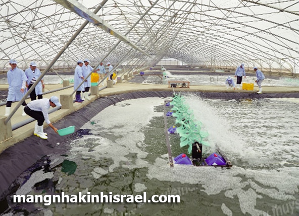 Màng phủ nhà kính Politiv Israel, nhà kính nuôi tôm,nhà màng nuôi trồng thủy hải sản
