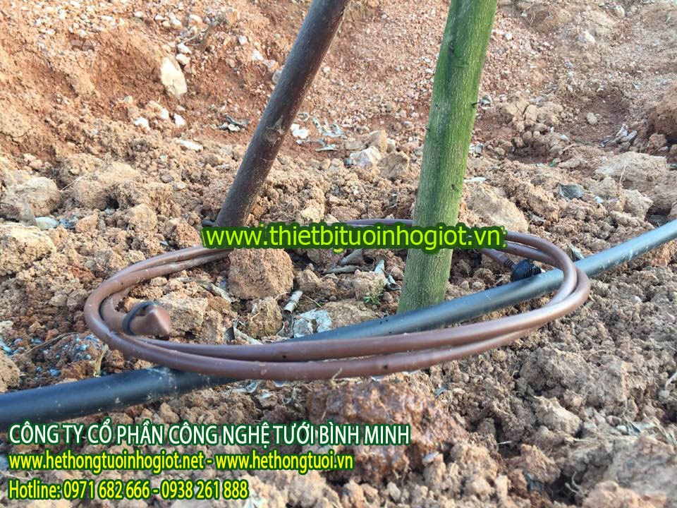 Dây tưới nhỏ giọt quanh gốc Azud,ống tưới nhỏ giọt trồng bưởi,ống tưới quanh gốc cây ăn quả