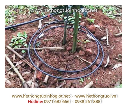 Dây tưới nhỏ giọt quanh gốc Azud,ống tưới nhỏ giọt trồng bưởi,ống tưới quanh gốc cây ăn quả