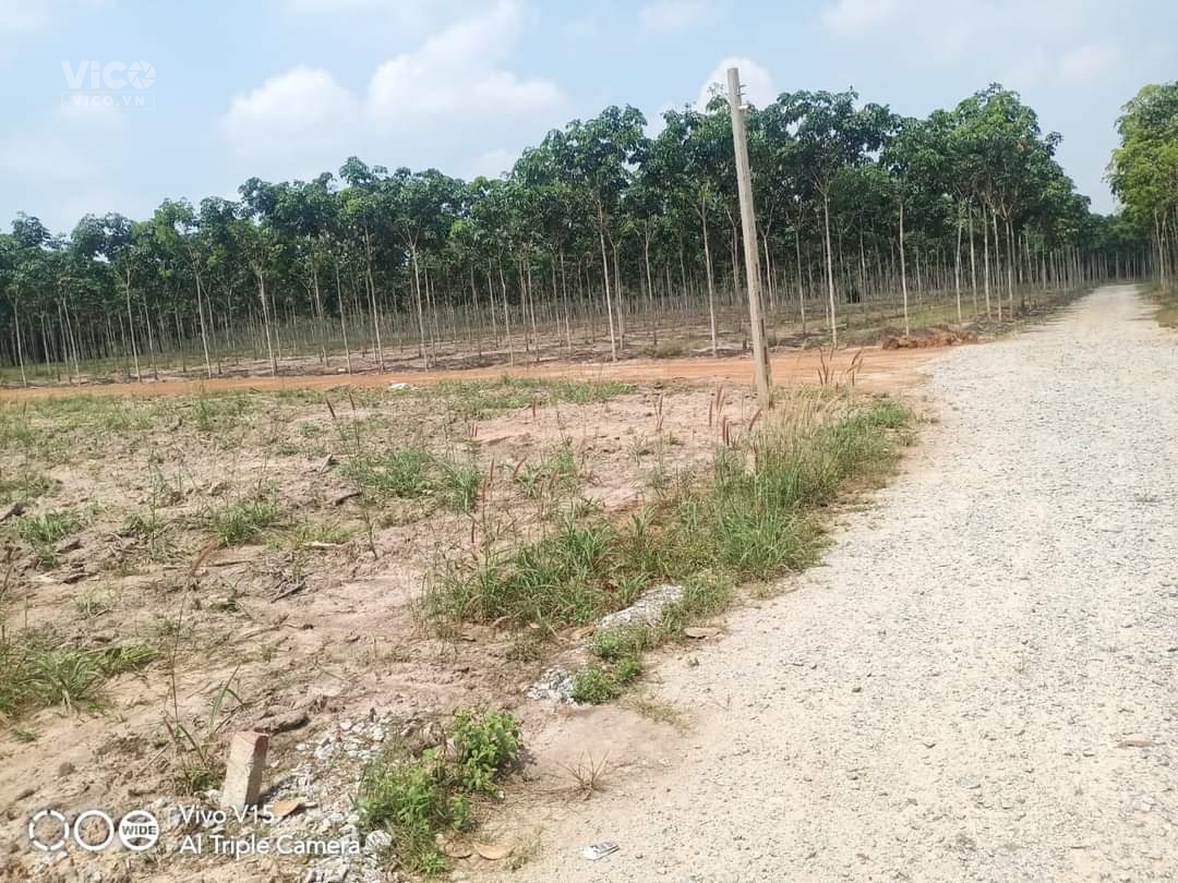 Đất Bình Phước fo, dành cho nhà đầu tư tích trữ tiền, 650 tr, 250m2
