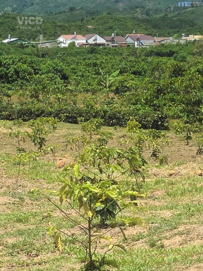 bán nhanh lô đất đẹp như tranh giá ưu đãi