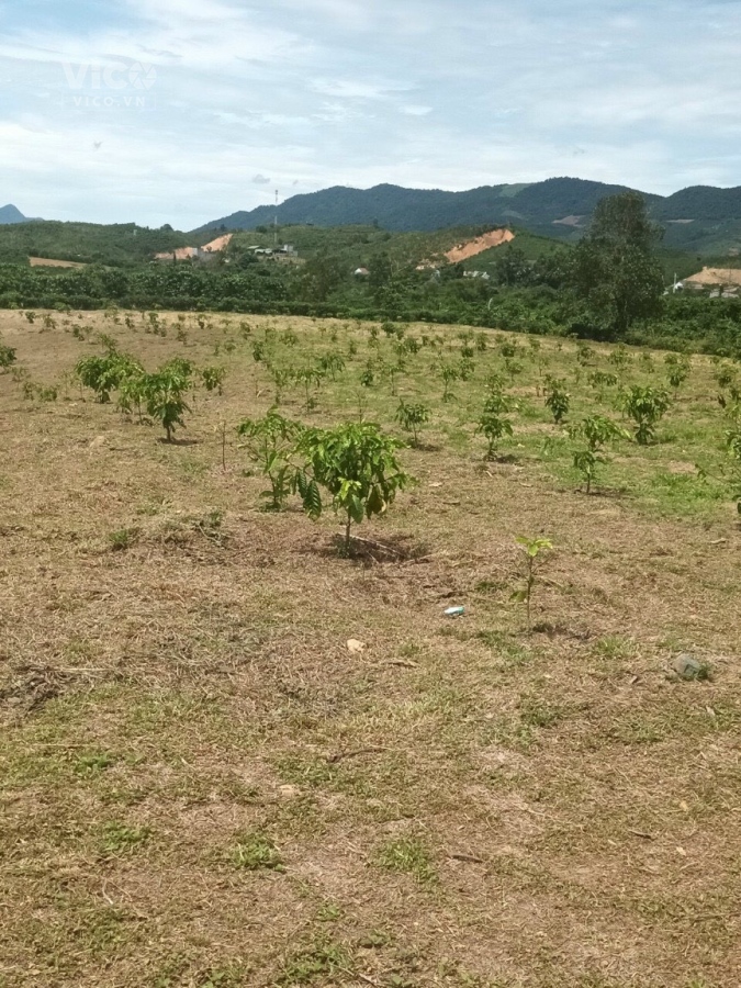 bán nhanh lô đất đẹp như tranh giá ưu đãi