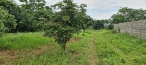 Cho Thuê Cửa Hàng Mặt Đường To Tại Xóm Cầu, Xã Hữu Hoà, Thanh Trì, Hà Nội