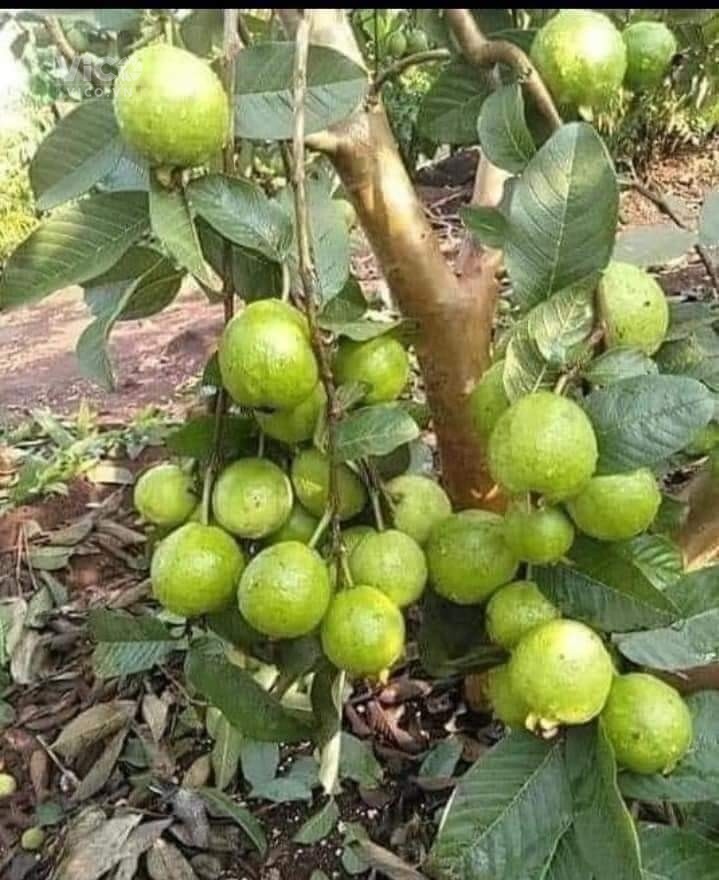 Bán nhà 2 tầng Bàu Trảng 2 sát Điện Biên Phủ