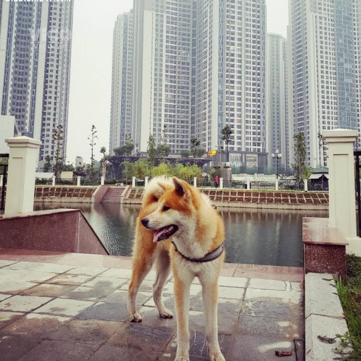 Chính chủ cần bán 3pn ,ĐN tại Toà nhà Sitech Tower 304 Hồ Tùng Mậu, Nam Từ Liêm, Hà Nội. lh