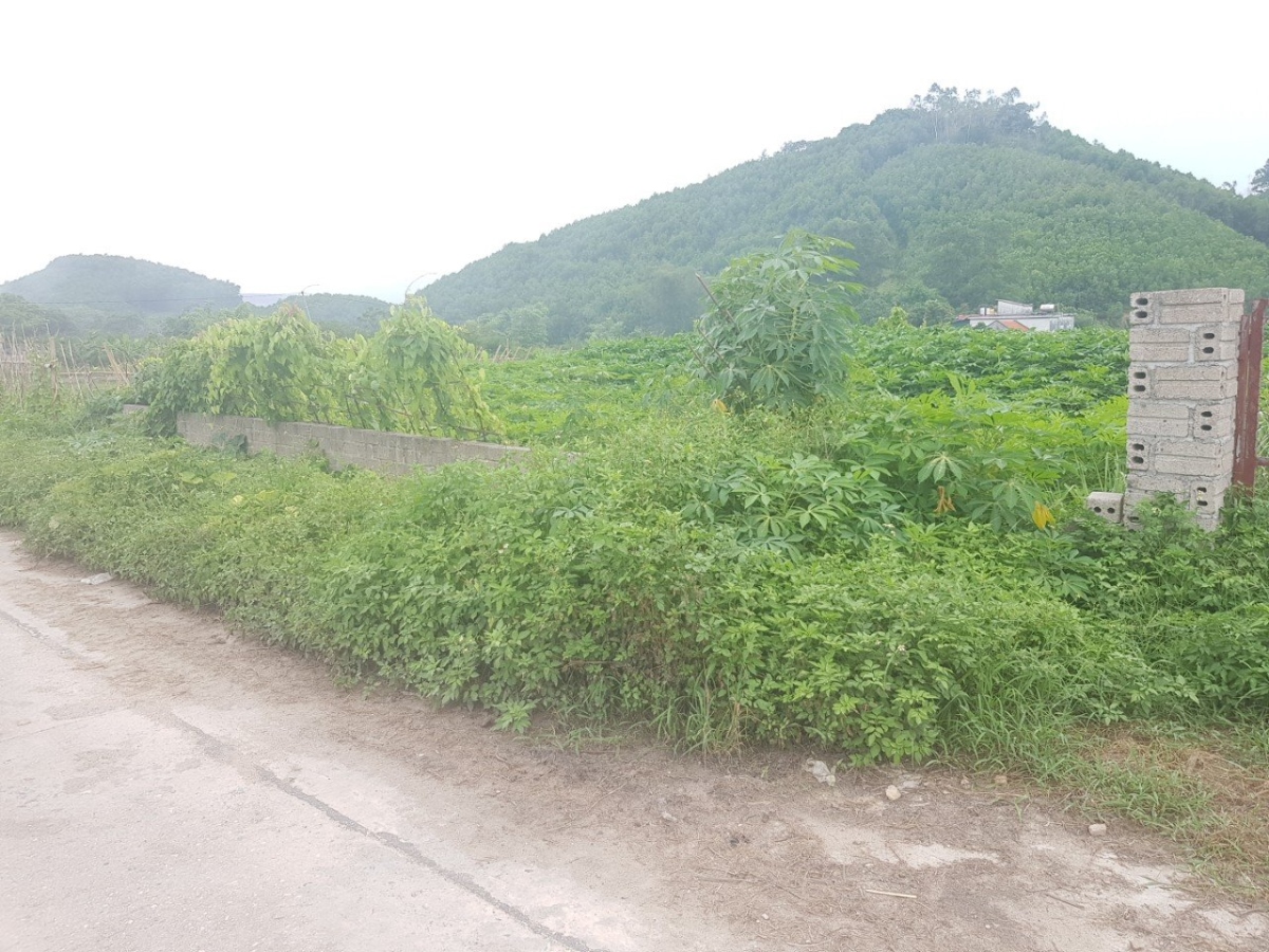 Chính chủ bán gấp 246m2 tại Tràng Hương Vân Đồn, đón sóng quy hoạch 1/500
