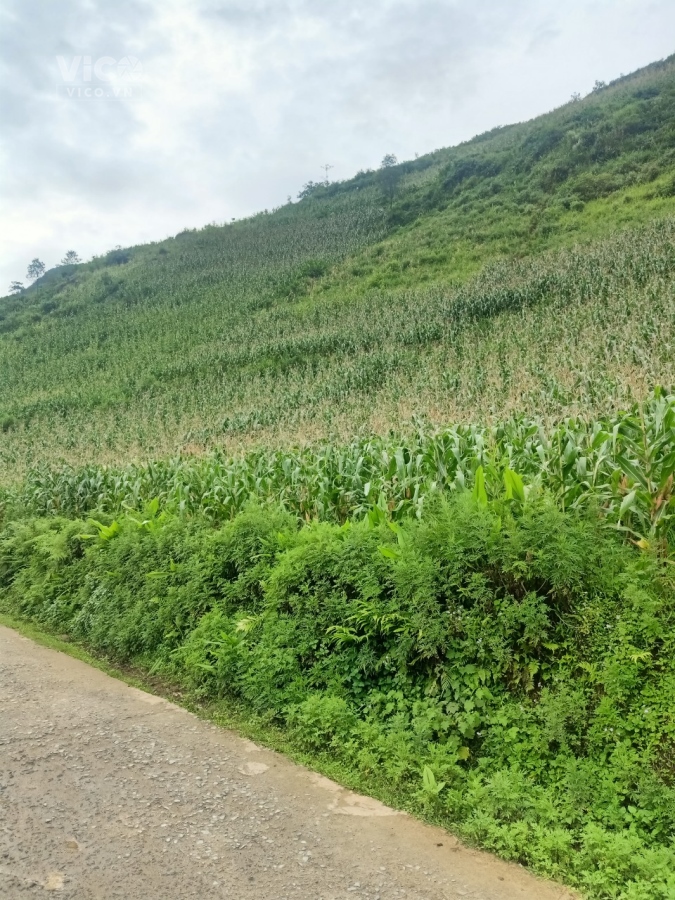 Chính Chủ Bán Lô Đất Rộng Tại Mường Hoa, Sapa, Lào Cai Siêu Đẹp Có 102