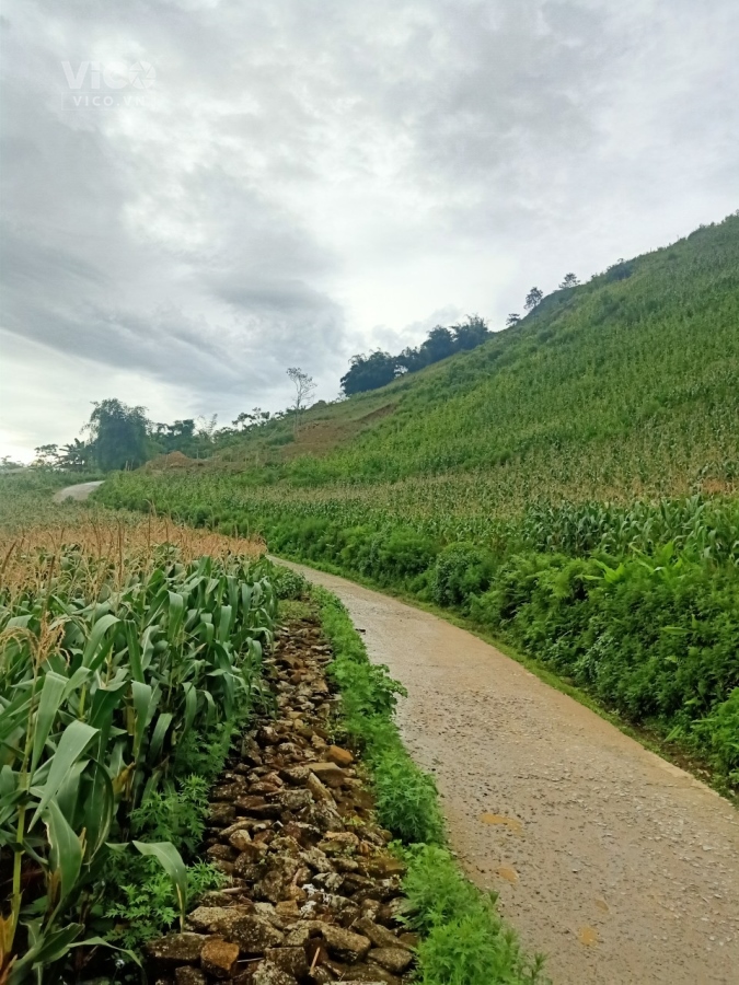 Chính Chủ Bán Lô Đất Rộng Tại Mường Hoa, Sapa, Lào Cai Siêu Đẹp Có 102