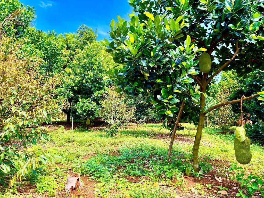 Nhà vườn ngay suối nước nóng Bình Châu, 3 Tỷ 7/1000m2, Sổ sẵn 0932627439