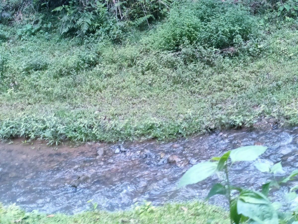 Siêu phẩm có 102 tại Mai Châu Hòa Bình, suối chảy quanh năm, giá chỉ 6xx tr