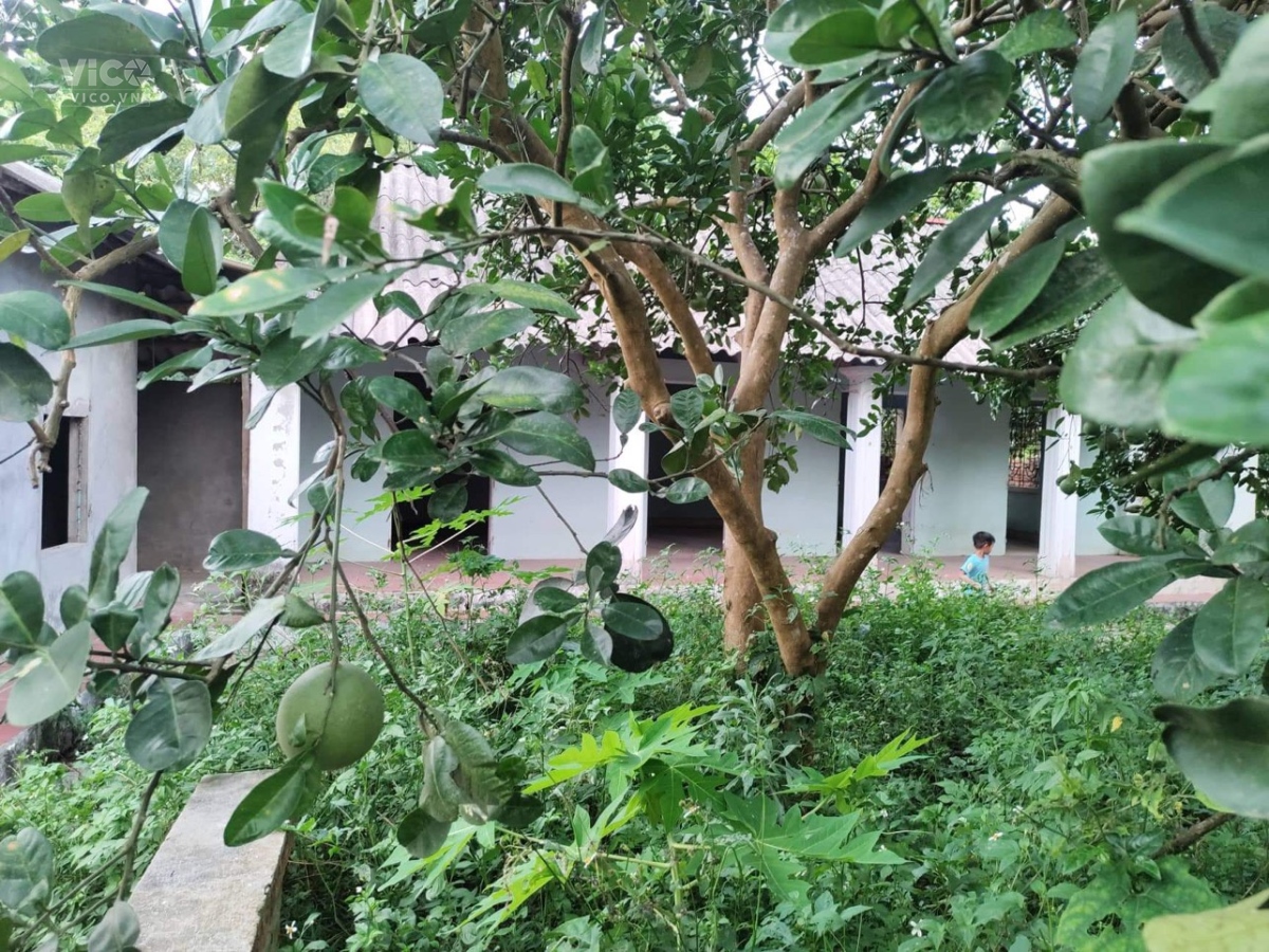 View đồng Thế đất cao Diện tích rộng Di chuyển thuận tiện Sẵn vườn bưởi cực sai quả