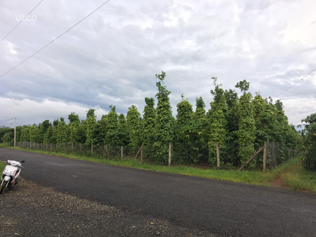 Nền thổ cư 150m mặt tiền đường 6x40, 850 triệu