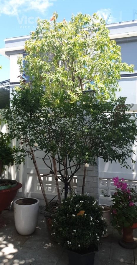 CHÍNH CHỦ BÁN GIÁ F0 KHÁNH HÒA,DT300M2,GIÁ16 TỶ.