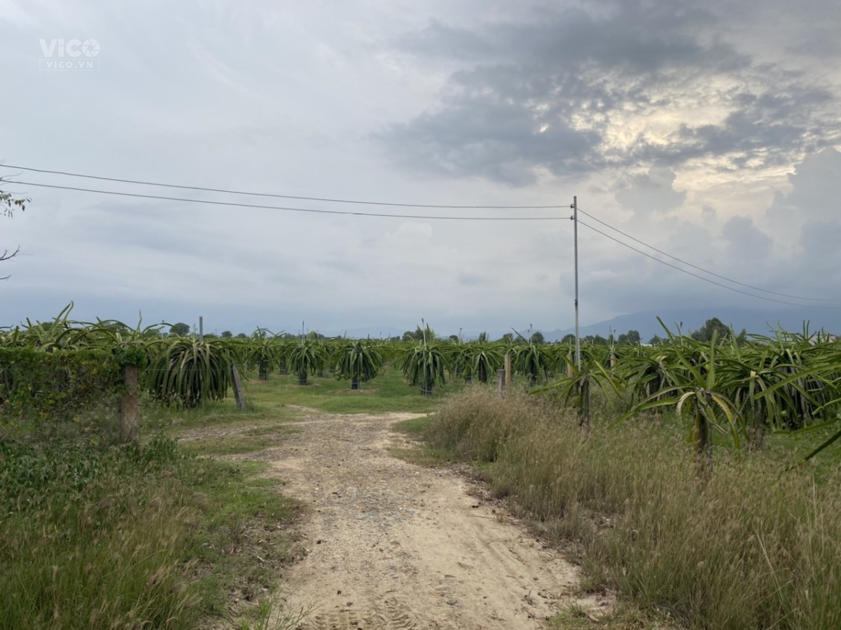 0933239353_ 4000m2 Hàm Hiệp Cách TT Phan Thiết chỉ 10Km 2 Mặt Tiền Đường Bê Tông 480tr/Sào