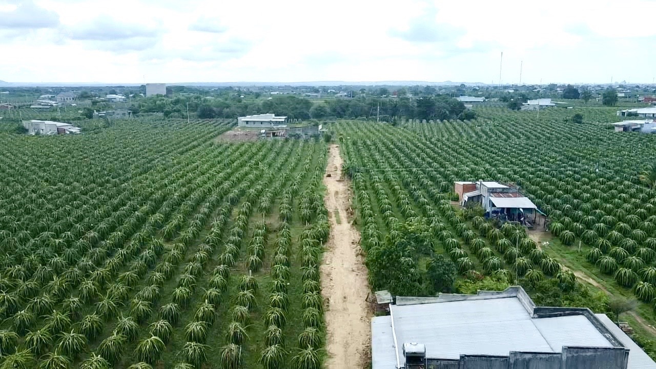 0933239353 Bán 1,4 Sào CLN Hàm Hiệp Có nhà Cấp 4 , Cách TT 8KM Sổ Đẹp