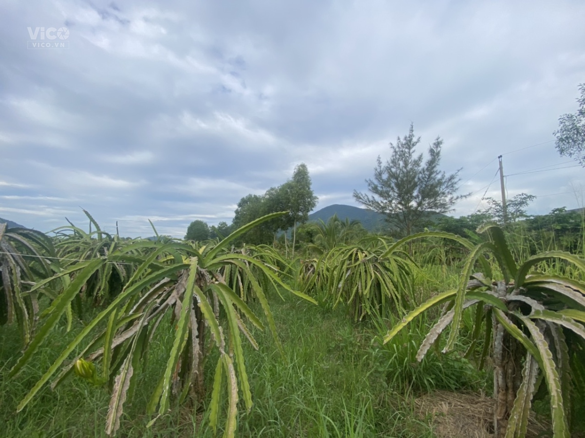 0933239353_BĐS Bình Thuận_3,5 Sào Hàm Thuận Nam _Cách Nhựa 300M Đất CLN Cạnh DT712