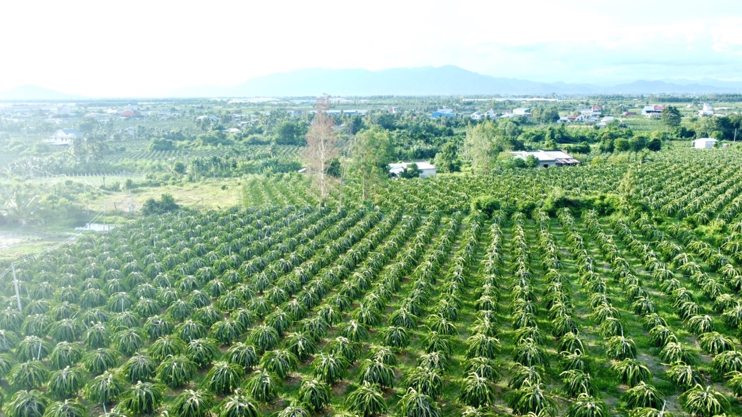 0933239353_BĐS Bình Thuận_ Bán Nhanh 5.9 Sào Hàm Mỹ_Cạnh DT 719B_Giá 530Tr/Sào _ Cách PT 9Km _Cách