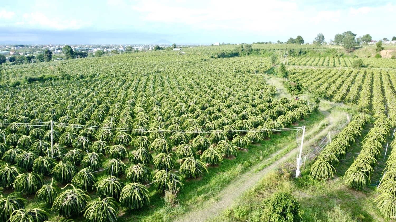 0933239353_BĐS Bình Thuận_ Bán Nhanh 5.9 Sào Hàm Mỹ_Cạnh DT 719B_Giá 530Tr/Sào _ Cách PT 9Km _Cách