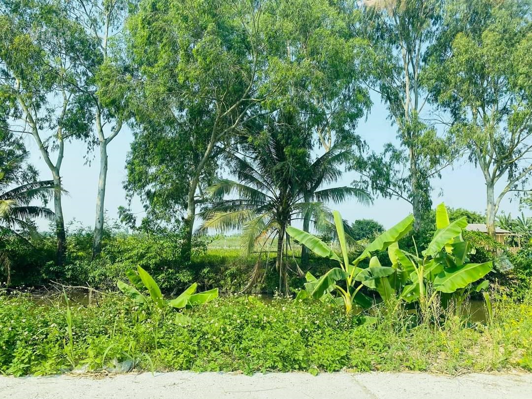 vườn đốm phấn dũng hưng đạo dương kinh 2xx