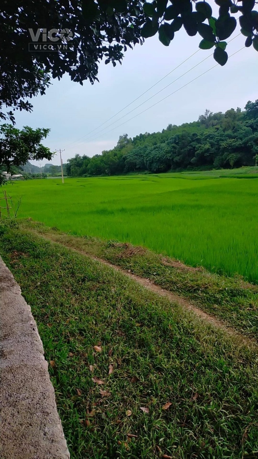 BÁN ĐẤT LƯƠNG SƠN HÒA BÌNH LÔ GÓC ĐƯỜNG 6M CÁC ĐƯỜNG HCM 400M GIÁ 1.4TR/M